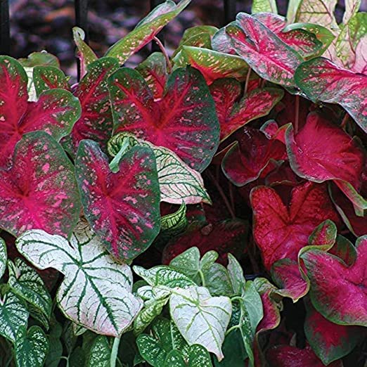 Caladium Flower Bulbs Pack of 4 (Multicolor) Planting Bulbs For Home Gardening With Good Germination Rate By ANGIOOUTLETS-image-11