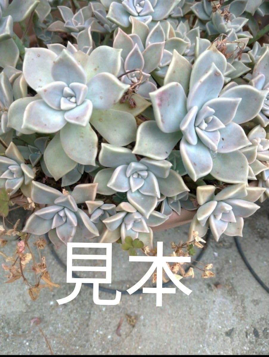 Amazon.co.jp: 多肉植物 朧月 おぼろづき カット苗 寄植え : おもちゃ