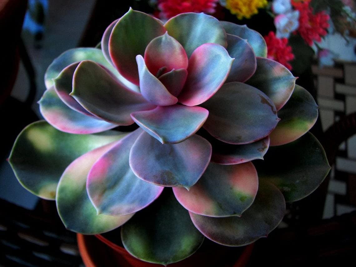 NooElec Seeds India E Garden All Season Rainbow Echeveria Succulent Seeds- Grow Indoor Or Outdoor (B09CLP9VZ4) Amazon Price History, Amazon Price Tracker