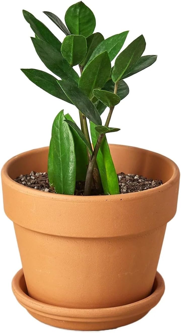 Zamioculcas Zamiifolia ZZ in 4in Pot - Live Plants Tropical Houseplants | Variegated | USA Growers | The Snobby Leaf