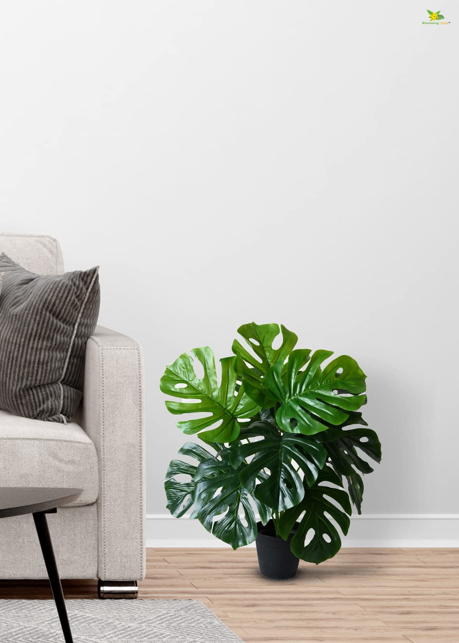 philodendron plant Philodendron Selloum for Sale