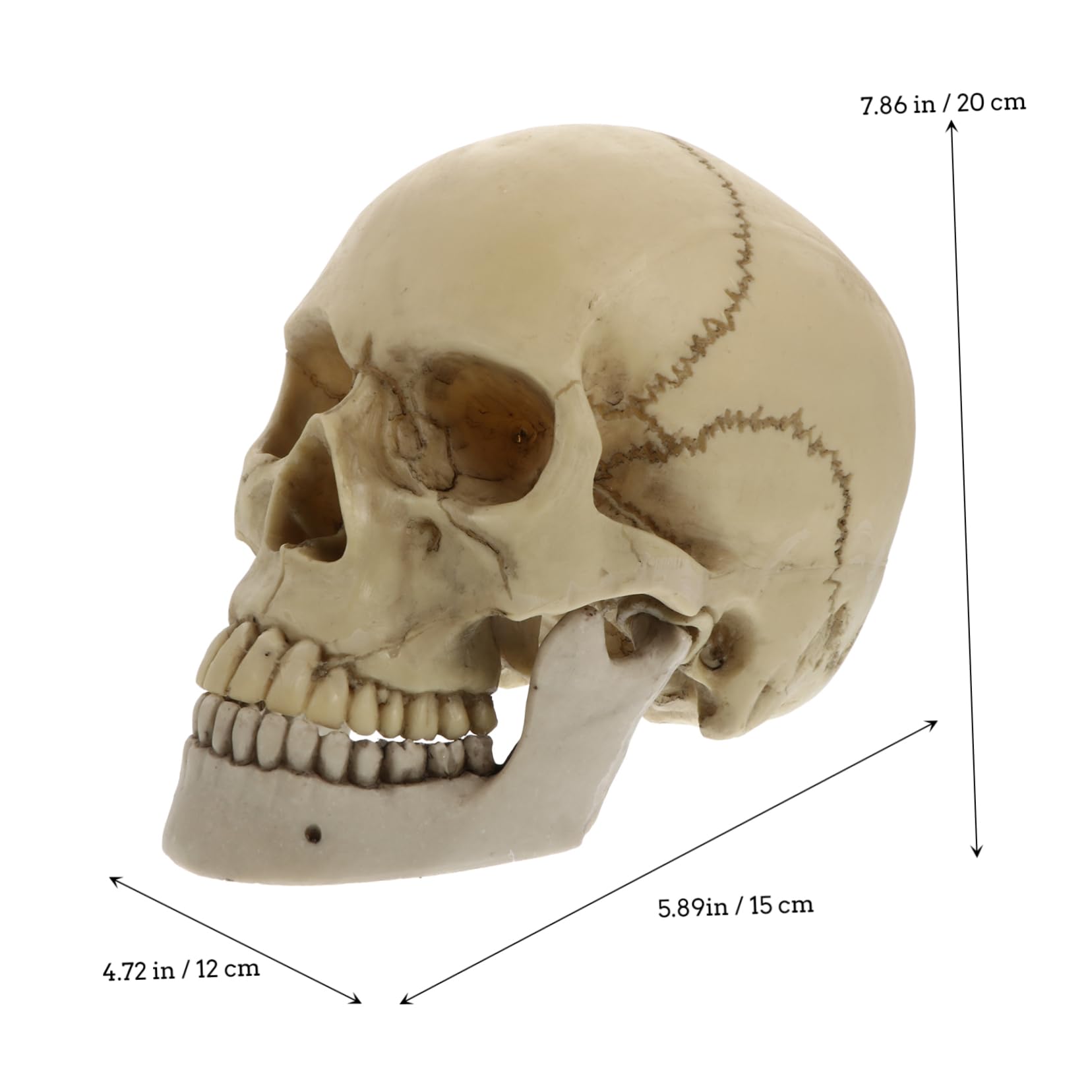 1 Pieza de Cráneo de Resina Estatua Decorativa para Halloween Cráneo Adulto con Mandíbula Móvil Ornamentación de Fiesta Resistente y Duradera