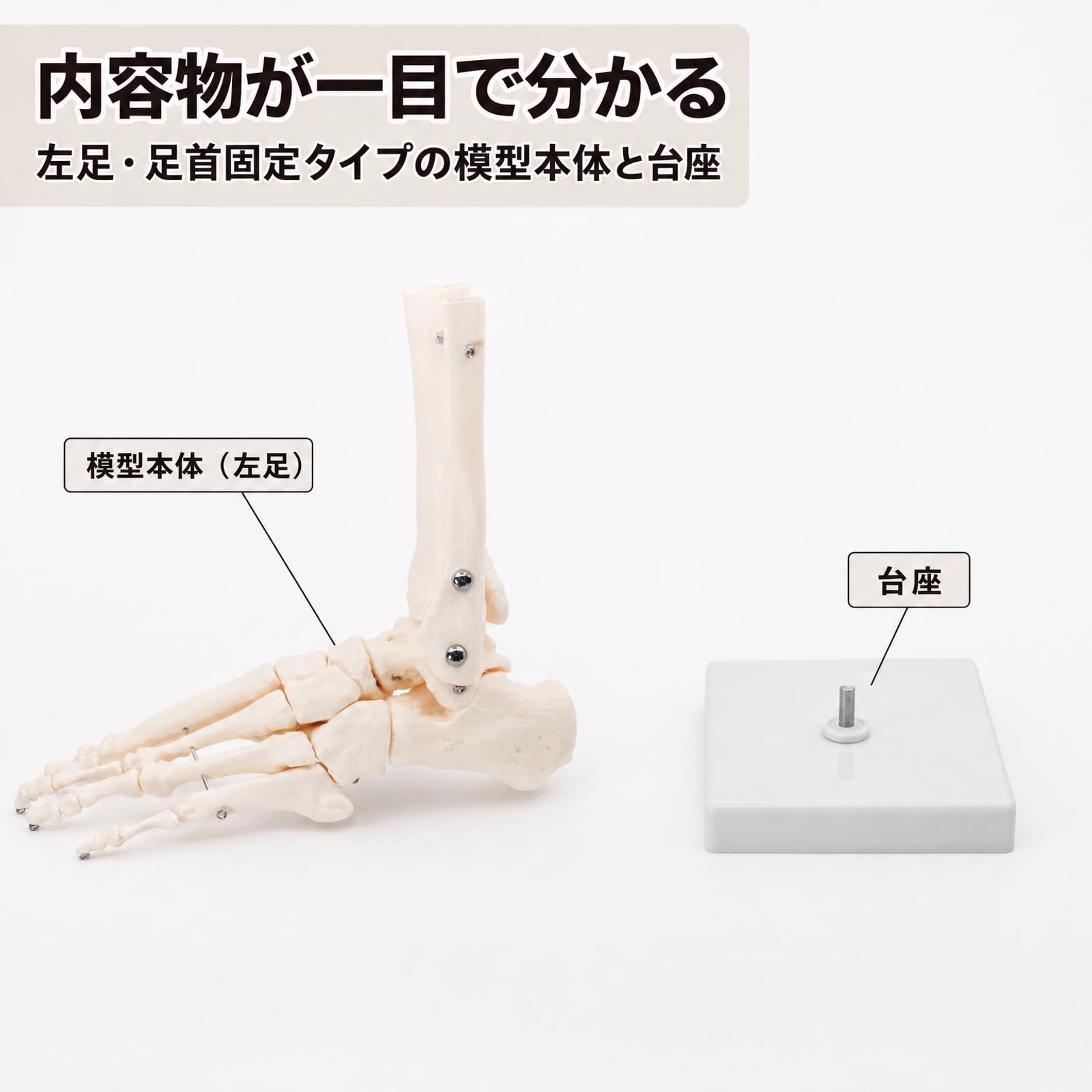Amazon.co.jp: monolife 足骨モデル 足骨模型 足関節模型 足首 右足