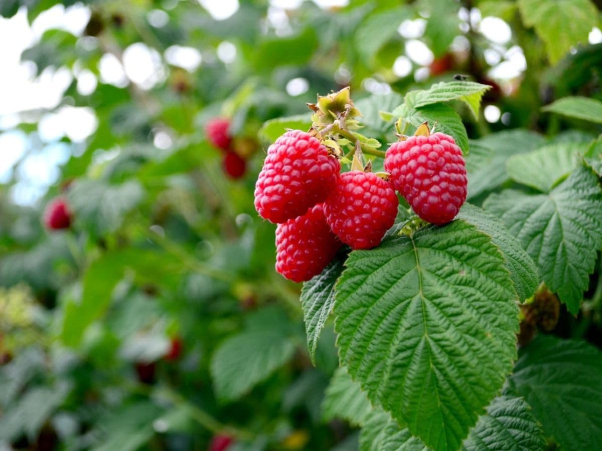 Raspberry plants live || live plant for raspberries (pack of 1) (B0CZJ1RQQC) Amazon Price History, Amazon Price Tracker