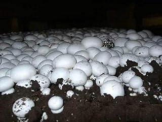 Germination Seeds: 10G Seeds Spores Agaricus Bisporus White Button Mushroom Fungus Kit Mycelium