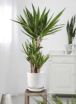 Serene Spaces Living Large Classy Matte White Ceramic Pot with Drainage Holes and Saucer for Plants and Flowers, Decorative Outdoor/Indoor Planters, Measures 6 Diameter & 5.75 Tall