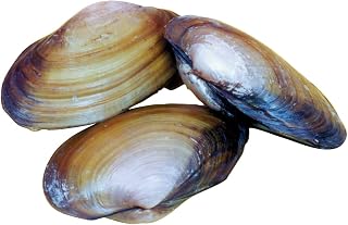Choice Preserved Freshwater Clam, 4-5 in Vacuum, Pack of 10