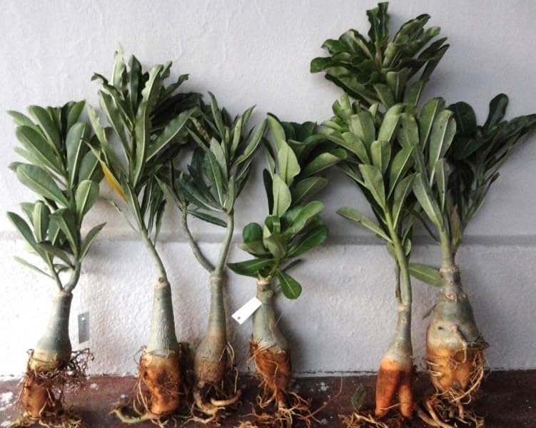 Guruji Plantation Adenium Plant Live Combo, Set of 5, Air Purifying, Without Pot (B0D6LJMY41) Amazon Price History, Amazon Price Tracker