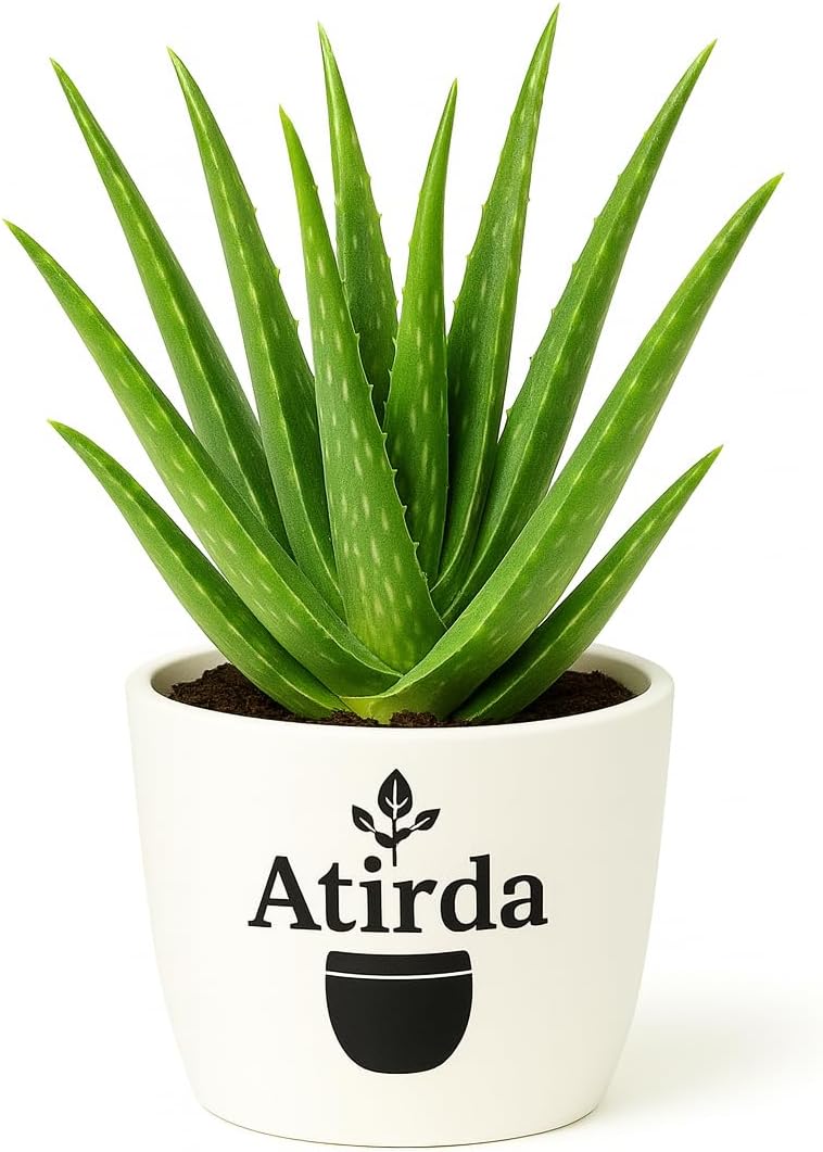 Beautiful Aloe Vera Live Plant | Premium Medicinal Succulent for Wellness, Burns & Skin Care | Indoor/Outdoor Air Purifier | Healthy Green Plant with Pot