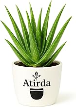 Original Aloe Vera Plant Live with Pot | Pack of 1 Indoor Plant for Study Table, Bedroom Decor, Gift & Garden
