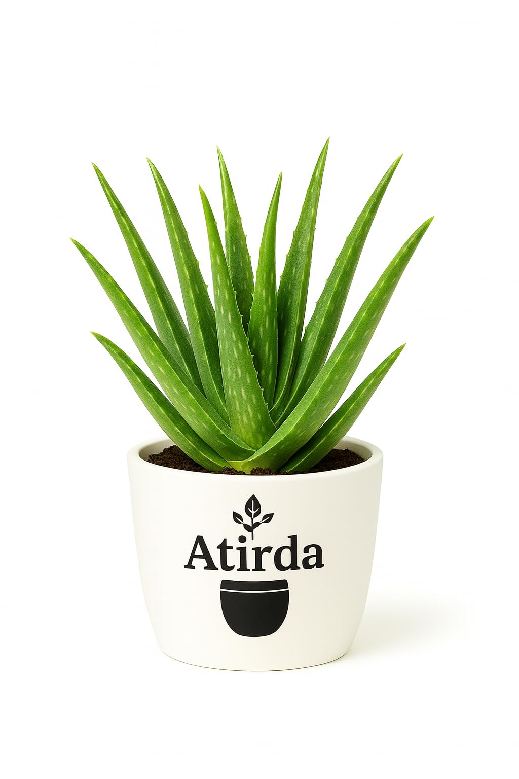 Beautiful Aloe Vera Live Plant by ATIRDA | Natural Remedy Plant for Skin & Hair | Indoor Air-Purifying Succulent | Healthy, Easy-Care Live Plant with Pot