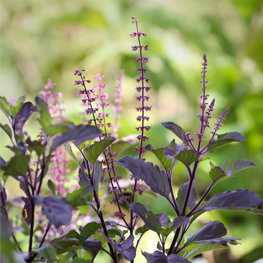 Tulsi-Basil-Ocimum tenuiflorum Herb Seeds-Pack of 100 Seeds (B0BGCBX127) Amazon Price History, Amazon Price Tracker