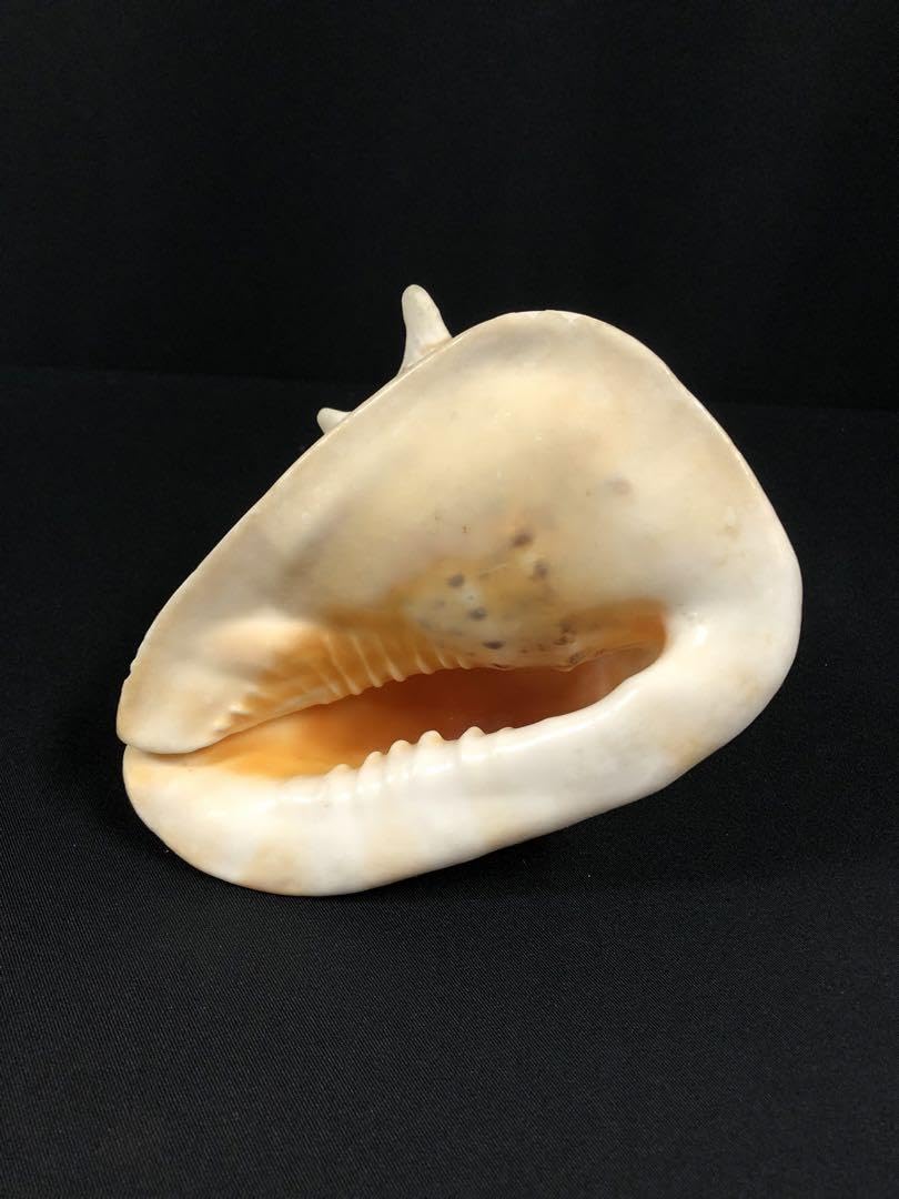 トウカムリガイ＊貝殻＊置物＊インテリア Amazon.co.jp: トウカムリガイ＊貝殻＊置物＊インテリア