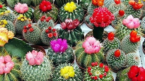 SeedsUP - 25+ Cactus Cacti Succulent - Flower Mix - 4