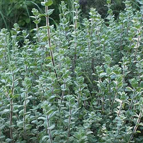 Miniatura 4 de Gaea's Blessing Semillas  Semillas de orégano italiano  Semillas sin OMG con instrucciones de siembra fáciles de seguir  Heirloom Origanum Vulgare
