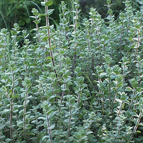 Gaea's Blessing Seeds - Italian Oregano Seeds - Non-Gmo Seeds With Easy To Follow Planting Instructions - Heirloom Origanum Vulgare 85% Germination Rate 220Mg #TOP3