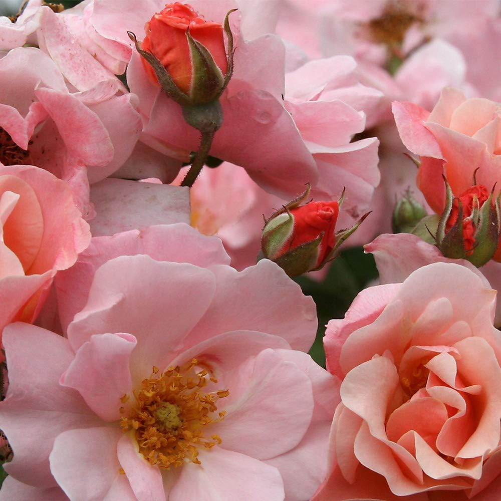 Amazon.com : Heirloom Roses Nearly Thornless Rose Plant - Veilchenblau ...