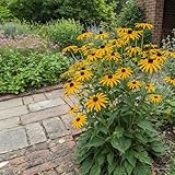 Bloomique – 3er-Set – Rudbeckia fulgida ‘Goldsturm’ – Sonnenhut – Reichblühend – Winterhart – Mehrjährig – 10–20 cm hoch – Topf 9 cm