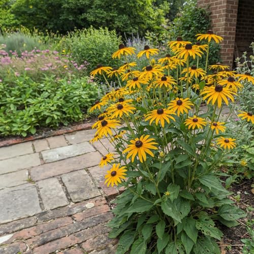 Bloomique – 3er-Set – Rudbeckia fulgida ‘Goldsturm’ – Sonnenhut – Reichblühend – Winterhart – Mehrjährig – 10–20 cm hoch – Topf 9 cm