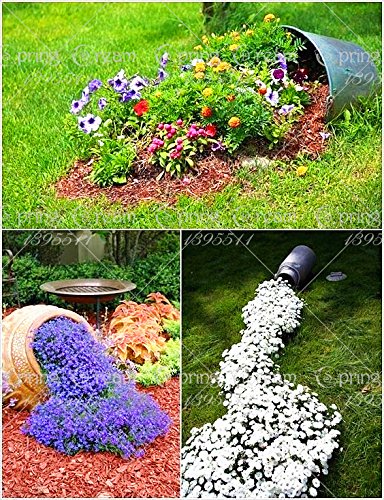 Semi Di Crescione Saterkali - 500 Semi, Aubrieta Viola, Resistente Al Freddo, Per Giardino E Balcone - Foto 2