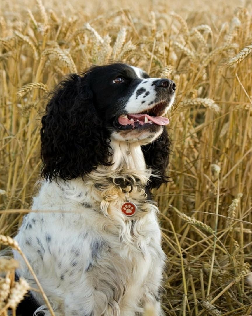 Glteyaco Embroidery Cross Stitch Kit Springer Spaniel 11Ct Stamped Cross Stitch Kits Diy Adult Beginners For Pre-Printed Needlepoint Crafts 40X50 Cm