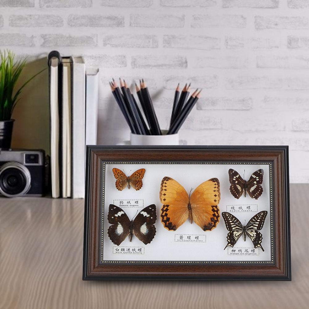 Véritable Papillon Encadré 5 Pièce Affichage Spécimen Taxidermie Home Blanc