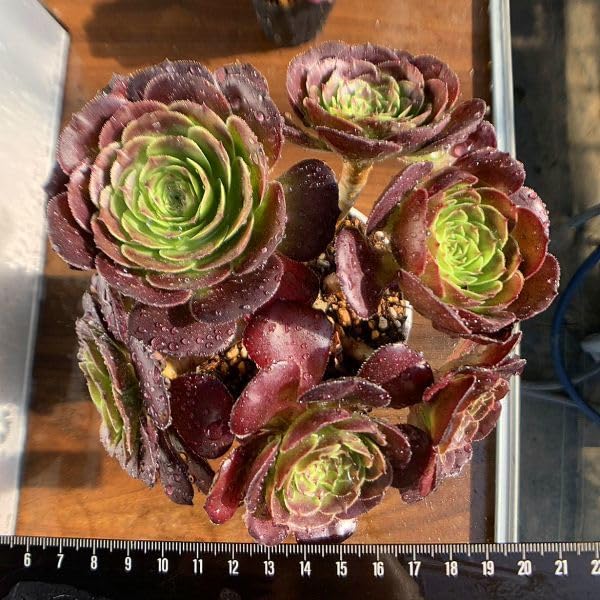 19#多肉植物アエオニウム❤️ブラックマジック❤️25頭17cm 拔き苗 19#多肉植物アエオニウム❤️ブラックマジック❤️25頭17cm 拔き苗