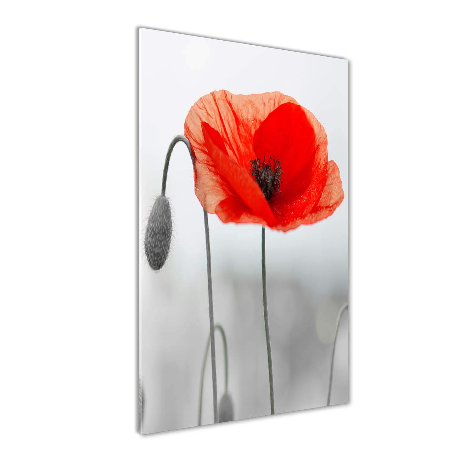 Photo panoramique coquelicots rouge 50x100 cm en verre premium de salon
