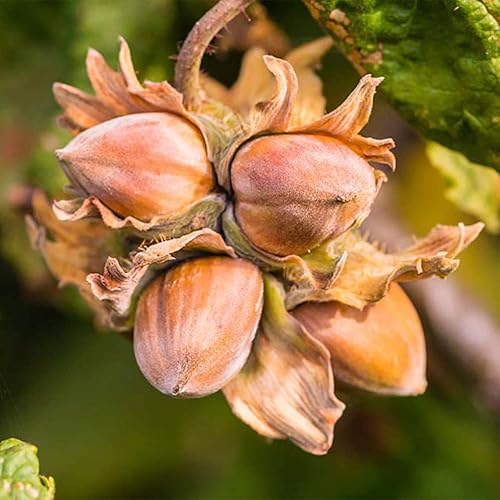 Miniatura 7 de QAUZUY GARDEN 25 semillas de avellana (Corylus avellana) Semillas de avellana comunes  Semillas de nueces orgánicas tradicionales  Planta de nuez