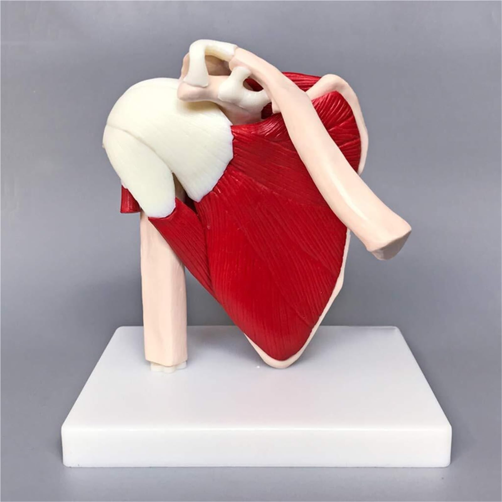 FYYKXWD Anatomical Advanced Muscled Shoulder Joint Model Medical Anatomy Skeleton Shows Complete Shoulder Musculature from Rotator Cuff to Subscapular Muscles