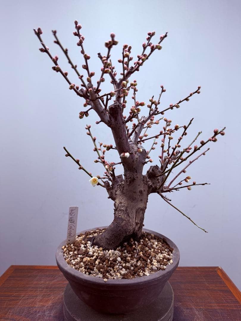 梅の開花 - BONSAIちえ 盆栽 今が旬 花梅 梅 思いのままに9号鉢 極上