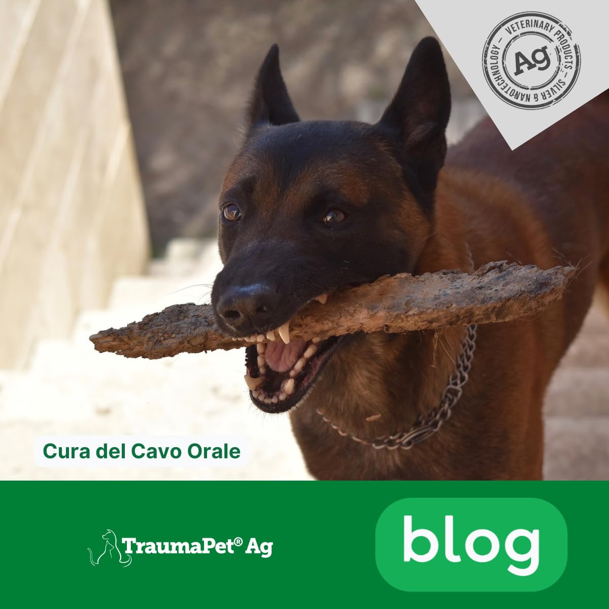 TraumaPet Oral Gel AG | Gel per la Cura della Bocca del Cane arricchito con Argento colloidale NanoComplex, 5ml con spatolina per Applicazione