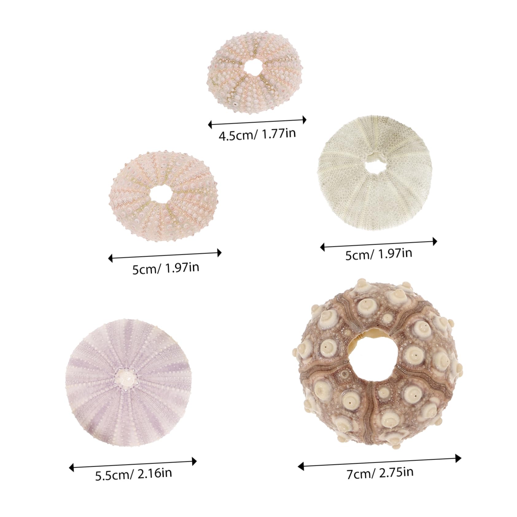 YARNOW 3 Set Decorazione di Ricci di Mare Conchiglie di Ricci di Mare Fondo Bonsai Naturale Porta Piante Ad Aria Piccolo Contenitore Esemplare di Riccio Monello Conchiglia 5 Pezzi*3
