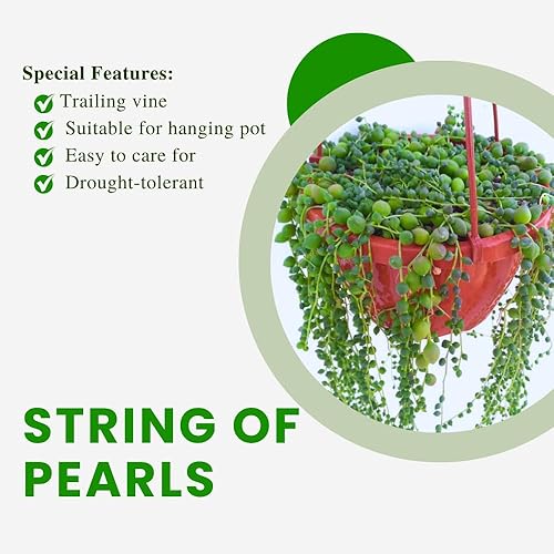 Miniatura 8 de Planta de cadena de perlas en maceta de 4 pulgadas, vid suculenta viva, planta de interior, cadena de perlas, planta viva para decoración del hogar