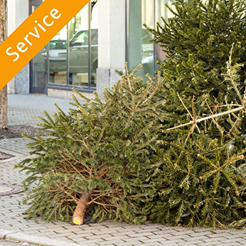 Best Tree Removal