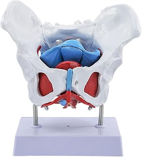 Female Pelvis and Pelvic Muscle Models, Pelvic Floor Anatomy Model with Removable Organs Parts & Base, Clear Structure and Realistic Details, for Anatomical Teaching Resources