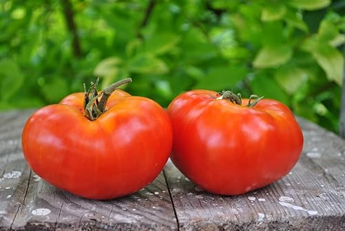 Miniatura 2 de Semillas Tomate Mikado Rojo Determinar Vegetales No OGM para Plantar