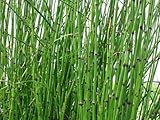 2 Horsetail Grass in 4 Inch Pots (2 Four Inch Pots with The Grass 3-6 Canes) in Each Pot