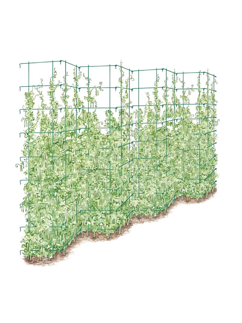 Gardener's Supply Company Tall Expandable Pea Trellis