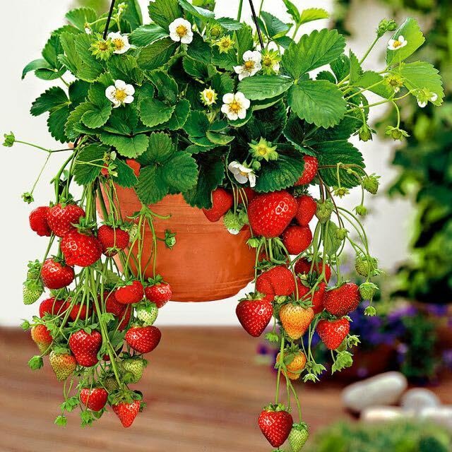 Growleaf Nursary Sweet Red Strawberry Live Plant/Grafted Plant For Home Garden (Pack Of 1) (B0BJ2VFWKJ) Amazon Price History, Amazon Price Tracker