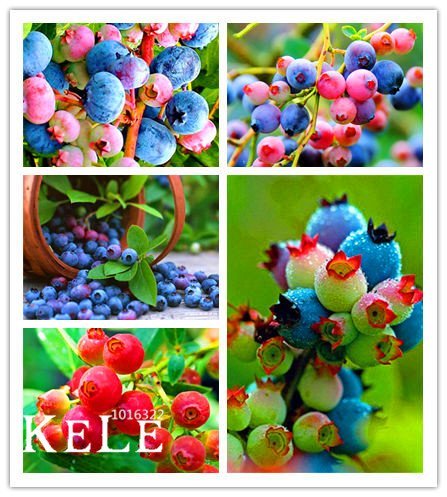 Big Sale! 100 Pcs / Lot Graines de graines de bleuets colorées aux graines de bleuets Graines de myrtilles Graines d'arbres de bonsaï en pot,