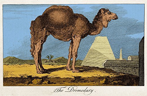 Etching of Dromedary Buffon 18th C Poster Print by Science Source (36 x 24)