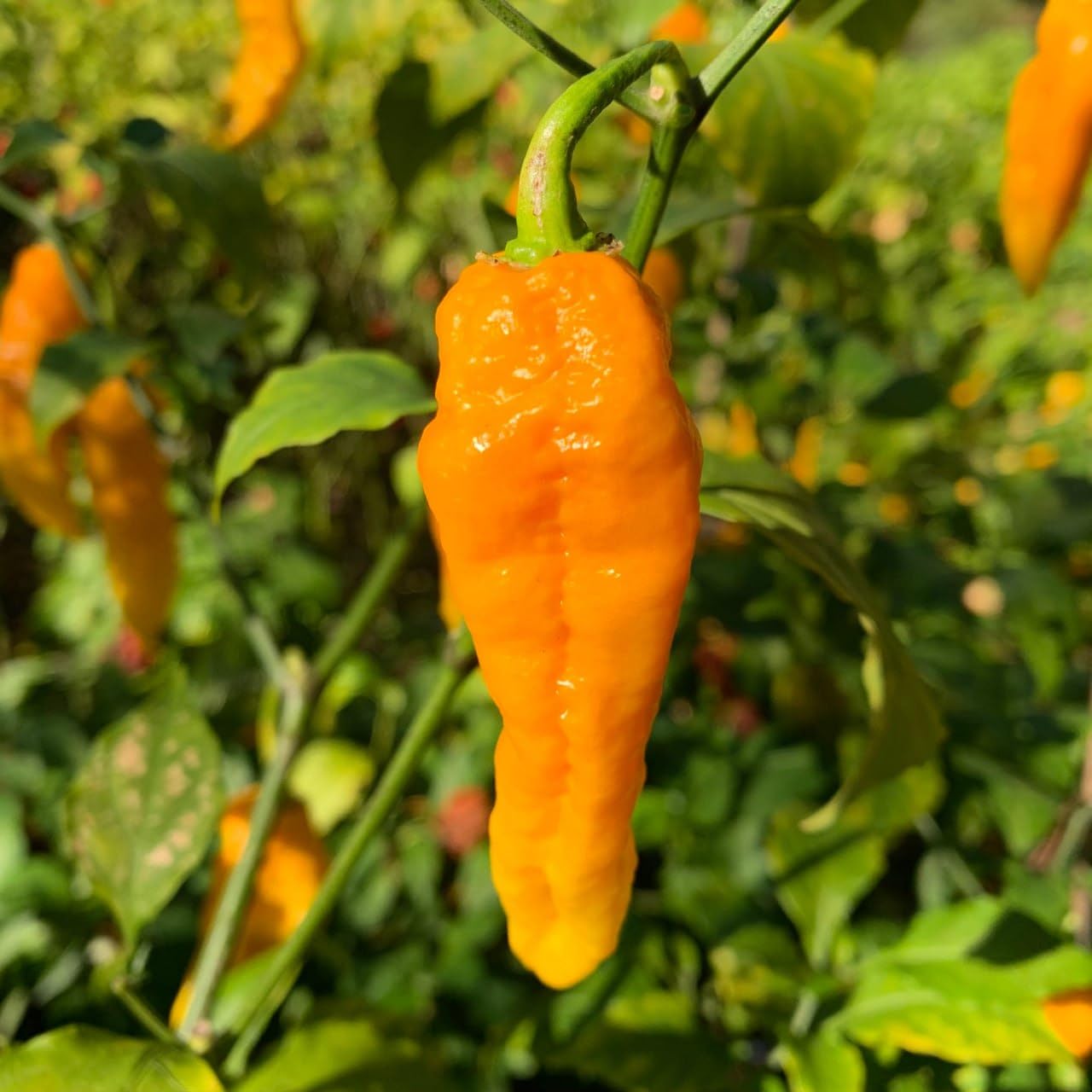 JIGNISHASEEDS Ghost Peppers (Worlds Hottest Chilli) Bhut Jolokia Yellow Chilli, Mirch Vegetable Seeds For Home, Kitchen And Balcony Gardening Pack Of 30 (B0CJVDMSFD) Amazon Price History, Amazon Price Tracker