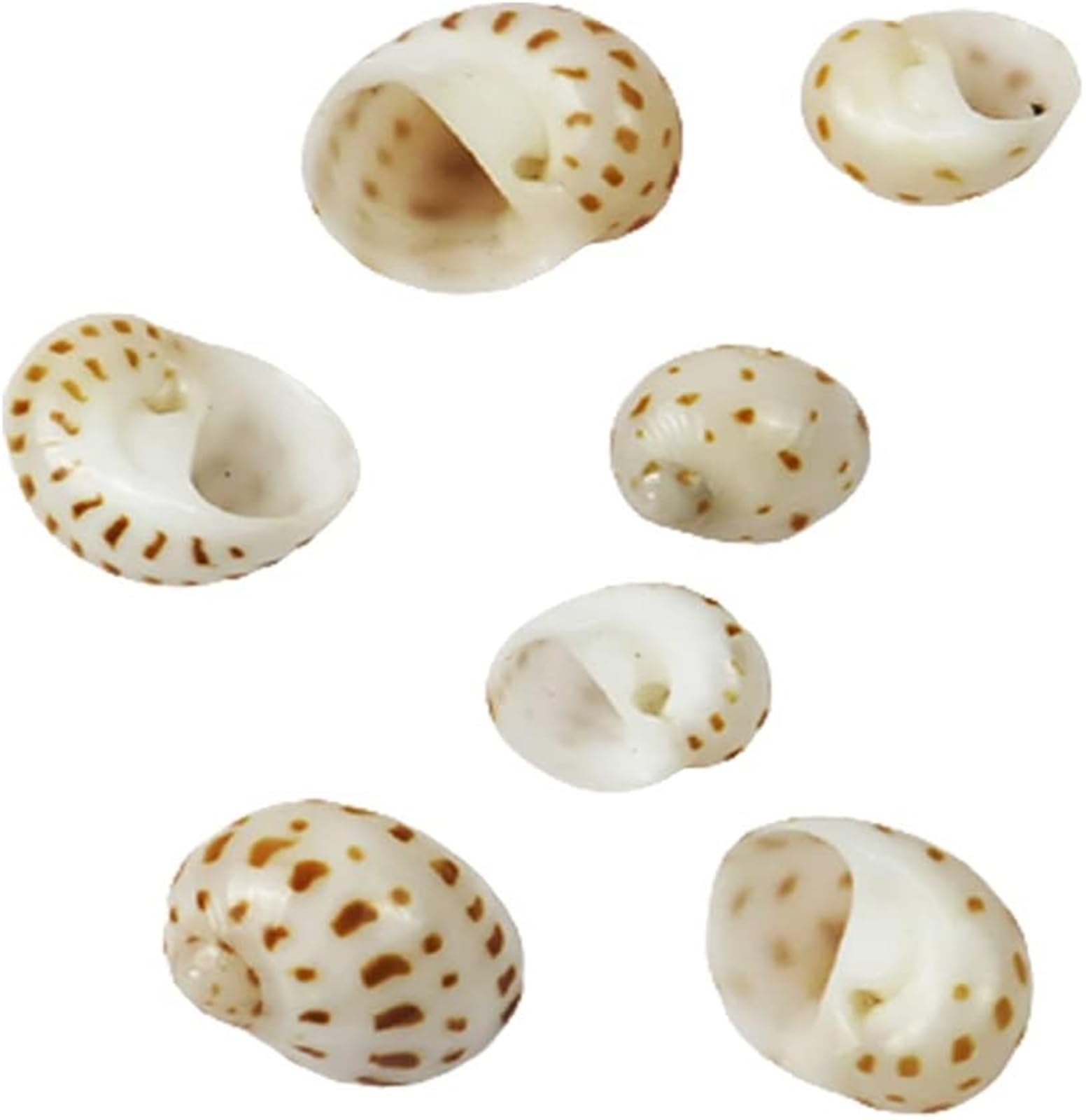 Muscheln, Strandmuscheln, natürliche Muschelschale, Muschel-Einsiedlerkrebsschalen, Turbo-Muschel, Meeresmuschel