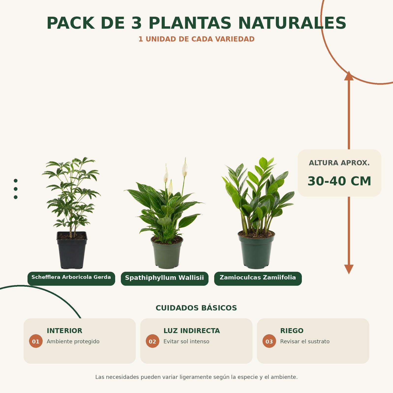 Pack 3 Plantas Naturales DECOALIVE: Cheflera Gerda, Espatifilo y Zamioculca