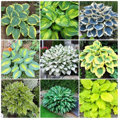 semi di hosta resistenti - decorazione perenni giardino 300pcs