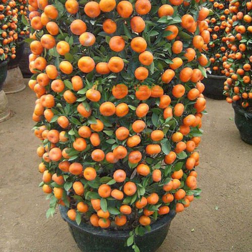 Mandarin Orange Dwarf Seeds Indoors Outdoors Fruit Tree Seeds 30pcs+ A01 Mandarin Orange Dwarf Seeds Indoors Outdoors Fruit Tree Seeds 30pcs+ A01