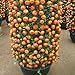 Mandarin Orange Dwarf Seeds Indoors Outdoors Fruit Tree Seeds 30pcs+ A01
