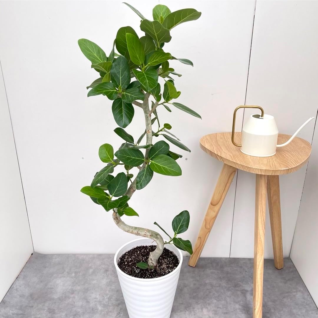 フィカス ベンガレンシス 曲がり 7現観葉植物 大型 室内 樹形 フィカス ベンガレンシス 曲がり 7現観葉植物 大型 室内 樹形