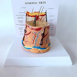 Study Model Skin Anatomy Model - Educational Model Hair Growth Process Model - Human Organ Anatomy Model Skin Enlargement Model - for Science Classroom Study Display (Color : A) SaiFei